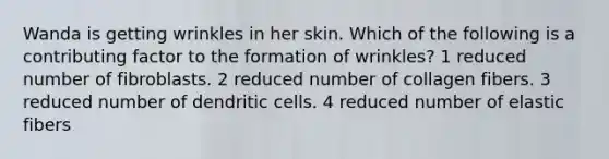 Wanda is getting wrinkles in her skin. Which of the following is a contributing factor to the formation of wrinkles? 1 reduced number of fibroblasts. 2 reduced number of collagen fibers. 3 reduced number of dendritic cells. 4 reduced number of elastic fibers