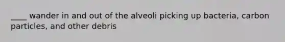 ____ wander in and out of the alveoli picking up bacteria, carbon particles, and other debris