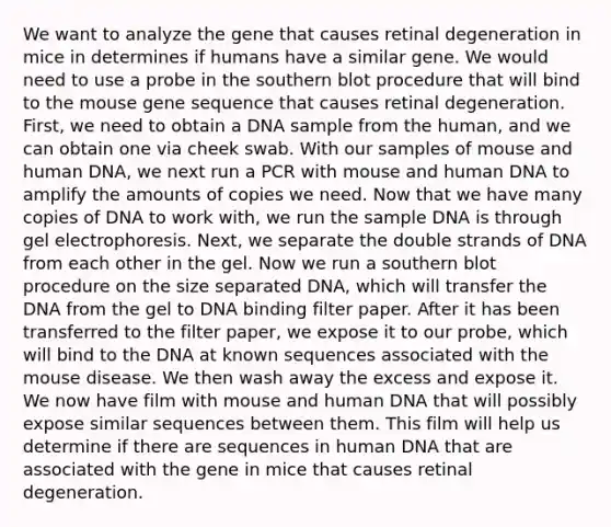 We want to analyze the gene that causes retinal degeneration in mice in determines if humans have a similar gene. We would need to use a probe in the southern blot procedure that will bind to the mouse gene sequence that causes retinal degeneration. First, we need to obtain a DNA sample from the human, and we can obtain one via cheek swab. With our samples of mouse and human DNA, we next run a PCR with mouse and human DNA to amplify the amounts of copies we need. Now that we have many copies of DNA to work with, we run the sample DNA is through gel electrophoresis. Next, we separate the double strands of DNA from each other in the gel. Now we run a southern blot procedure on the size separated DNA, which will transfer the DNA from the gel to DNA binding filter paper. After it has been transferred to the filter paper, we expose it to our probe, which will bind to the DNA at known sequences associated with the mouse disease. We then wash away the excess and expose it. We now have film with mouse and human DNA that will possibly expose similar sequences between them. This film will help us determine if there are sequences in human DNA that are associated with the gene in mice that causes retinal degeneration.