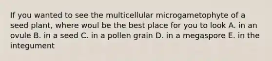 If you wanted to see the multicellular microgametophyte of a seed plant, where woul be the best place for you to look A. in an ovule B. in a seed C. in a pollen grain D. in a megaspore E. in the integument