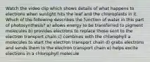 Watch the video clip which shows details of what happens to electrons when sunlight hits the leaf and the chloroplasts in it. Which of the following describes the function of water in this part of photosynthesis? a) allows energy to be transferred to pigment molecules b) provides electrons to replace those sent to the electron transport chain c) combines with the chlorophyll a molecules to start the electron transport chain d) grabs electrons and sends them to the electron transport chain e) helps excite electrons in a chlorophyll molecule