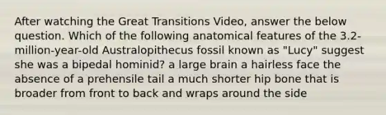 After watching the Great Transitions Video, answer the below question. Which of the following anatomical features of the 3.2-million-year-old Australopithecus fossil known as "Lucy" suggest she was a bipedal hominid? a large brain a hairless face the absence of a prehensile tail a much shorter hip bone that is broader from front to back and wraps around the side