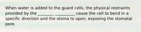 When water is added to the guard cells, the physical restraints provided by the ________ __________ cause the cell to bend in a specific direction and the stoma to open, exposing the stomatal pore.