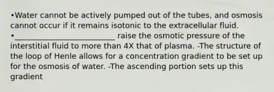 •Water cannot be actively pumped out of the tubes, and osmosis cannot occur if it remains isotonic to the extracellular fluid. •__________________________ raise the osmotic pressure of the interstitial fluid to more than 4X that of plasma. -The structure of the loop of Henle allows for a concentration gradient to be set up for the osmosis of water. -The ascending portion sets up this gradient