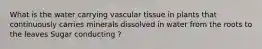 What is the water carrying vascular tissue in plants that continuously carries minerals dissolved in water from the roots to the leaves Sugar conducting ?