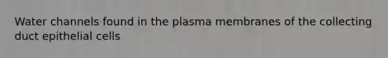 Water channels found in the plasma membranes of the collecting duct epithelial cells