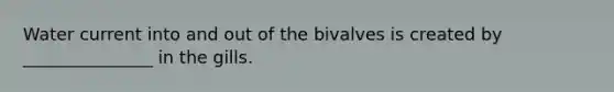 Water current into and out of the bivalves is created by _______________ in the gills.