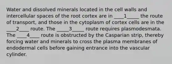 Water and dissolved minerals located in the cell walls and intercellular spaces of the root cortex are in ____1_____ the route of transport, and those in the cytoplasm of cortex cells are in the ____2____ route. The _____3_____ route requires plasmodesmata. The ____4____ route is obstructed by the Casparian strip, thereby forcing water and minerals to cross the plasma membranes of endodermal cells before gaining entrance into the vascular cylinder.