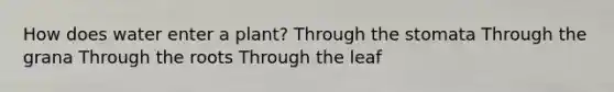 How does water enter a plant? Through the stomata Through the grana Through the roots Through the leaf