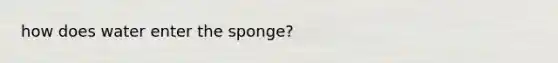 how does water enter the sponge?