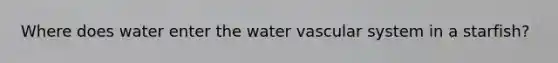 Where does water enter the water vascular system in a starfish?