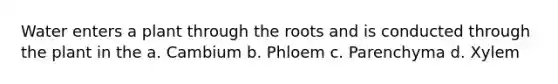 Water enters a plant through the roots and is conducted through the plant in the a. Cambium b. Phloem c. Parenchyma d. Xylem