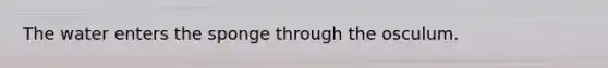 The water enters the sponge through the osculum.