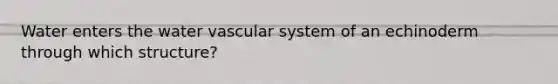 Water enters the water vascular system of an echinoderm through which structure?