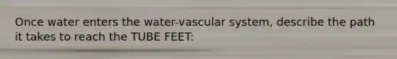 Once water enters the water-vascular system, describe the path it takes to reach the TUBE FEET: