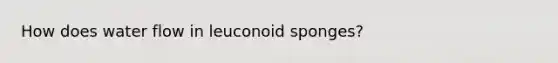 How does water flow in leuconoid sponges?