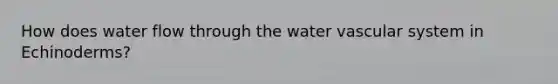 How does water flow through the water vascular system in Echinoderms?