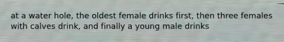 at a water hole, the oldest female drinks first, then three females with calves drink, and finally a young male drinks