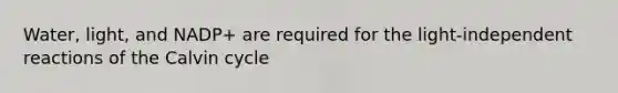 Water, light, and NADP+ are required for the light-independent reactions of the Calvin cycle
