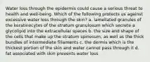 Water loss through the epidermis could cause a serious threat to health and well-being. Which of the following protects us against excessive water loss through the skin? a. lamellated granules of the keratinocytes of the stratum granulosum which secrete a glycolipid into the extracellular spaces b. the size and shape of the cells that make up the stratum spinosum, as well as the thick bundles of intermediate fillaments c. the dermis which is the thickest portion of the skin and water cannot pass through it d. fat associated with skin prevents water loss