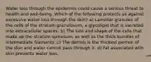 Water loss through the epidermis could cause a serious threat to health and well-being. Which of the following protects us against excessive water loss through the skin? a) Lamellar granules of the cells of the stratum granulosum, a glycolipid that is secreted into extracellular spaces. b) The size and shape of the cells that make up the stratum spinosum, as well as the thick bundles of intermediate filaments. c) The dermis is the thickest portion of the skin and water cannot pass through it. d) Fat associated with skin prevents water loss.