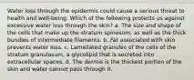 Water loss through the epidermis could cause a serious threat to health and well-being. Which of the following protects us against excessive water loss through the skin? a. The size and shape of the cells that make up the stratum spinosum, as well as the thick bundles of intermediate filaments. b. Fat associated with skin prevents water loss. c. Lamellated granules of the cells of the stratum granulosum, a glycolipid that is secreted into extracellular spaces. d. The dermis is the thickest portion of the skin and water cannot pass through it.