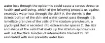 water loss through the epidermis could cause a serous threat to health and well-being. which of the following protects us against excessive water loss through the skin? A. the dermis is the tickets portion of the skin and water cannot pass through it B. lamellate granules of the cells of the stratum granulosum, a glyclolipid that is secreted into extracellular spaces C. the size and shape of the cells that make up the stratum spinosum as well last the thick bundles of intermediate filament D. fat associated with skin prevents water loss