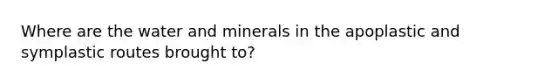 Where are the water and minerals in the apoplastic and symplastic routes brought to?