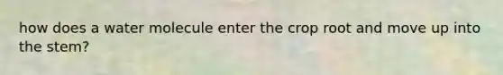 how does a water molecule enter the crop root and move up into the stem?