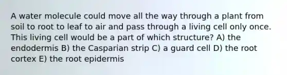 A water molecule could move all the way through a plant from soil to root to leaf to air and pass through a living cell only once. This living cell would be a part of which structure? A) the endodermis B) the Casparian strip C) a guard cell D) the root cortex E) the root epidermis