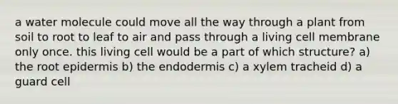 a water molecule could move all the way through a plant from soil to root to leaf to air and pass through a living cell membrane only once. this living cell would be a part of which structure? a) the root epidermis b) the endodermis c) a xylem tracheid d) a guard cell