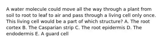 A water molecule could move all the way through a plant from soil to root to leaf to air and pass through a living cell only once. This living cell would be a part of which structure? A. The root cortex B. The Casparian strip C. The root epidermis D. The endodermis E. A guard cell