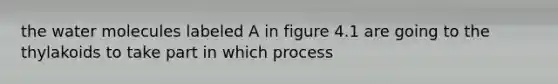 the water molecules labeled A in figure 4.1 are going to the thylakoids to take part in which process