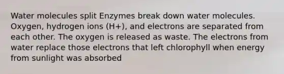 Water molecules split Enzymes break down water molecules. Oxygen, hydrogen ions (H+), and electrons are separated from each other. The oxygen is released as waste. The electrons from water replace those electrons that left chlorophyll when energy from sunlight was absorbed