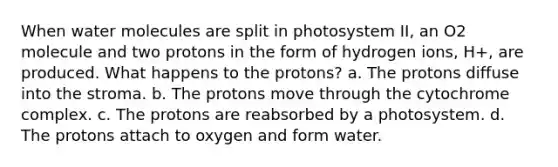 When water molecules are split in photosystem II, an O2 molecule and two protons in the form of hydrogen ions, H+, are produced. What happens to the protons? a. The protons diffuse into the stroma. b. The protons move through the cytochrome complex. c. The protons are reabsorbed by a photosystem. d. The protons attach to oxygen and form water.