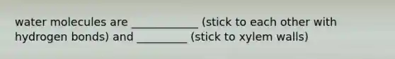 water molecules are ____________ (stick to each other with hydrogen bonds) and _________ (stick to xylem walls)