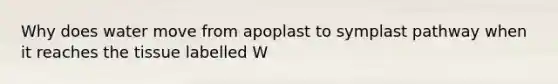 Why does water move from apoplast to symplast pathway when it reaches the tissue labelled W