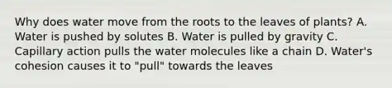 Why does water move from the roots to the leaves of plants? A. Water is pushed by solutes B. Water is pulled by gravity C. Capillary action pulls the water molecules like a chain D. Water's cohesion causes it to "pull" towards the leaves