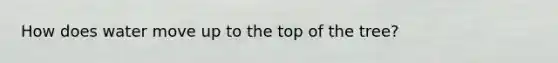 How does water move up to the top of the tree?