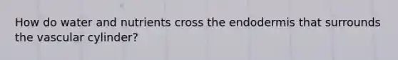 How do water and nutrients cross the endodermis that surrounds the vascular cylinder?