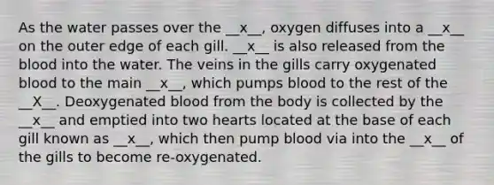 As the water passes over the __x__, oxygen diffuses into a __x__ on the outer edge of each gill. __x__ is also released from the blood into the water. The veins in the gills carry oxygenated blood to the main __x__, which pumps blood to the rest of the __X__. Deoxygenated blood from the body is collected by the __x__ and emptied into two hearts located at the base of each gill known as __x__, which then pump blood via into the __x__ of the gills to become re-oxygenated.