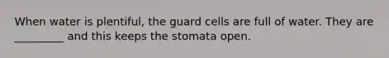 When water is plentiful, the guard cells are full of water. They are _________ and this keeps the stomata open.