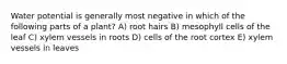 Water potential is generally most negative in which of the following parts of a plant? A) root hairs B) mesophyll cells of the leaf C) xylem vessels in roots D) cells of the root cortex E) xylem vessels in leaves