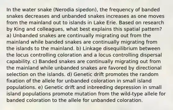 In the water snake (Nerodia sipedon), the frequency of banded snakes decreases and unbanded snakes increases as one moves from the mainland out to islands in Lake Erie. Based on research by King and colleagues, what best explains this spatial pattern? a) Unbanded snakes are continually migrating out from the mainland while banded snakes are continually migrating from the islands to the mainland. b) Linkage disequilibrium between the locus controlling coloration and a locus controlling dispersal capability. c) Banded snakes are continually migrating out from the mainland while unbanded snakes are favored by directional selection on the islands. d) Genetic drift promotes the random fixation of the allele for unbanded coloration in small island populations. e) Genetic drift and inbreeding depression in small island populations promote mutation from the wild-type allele for banded coloration to the allele for unbanded coloration.