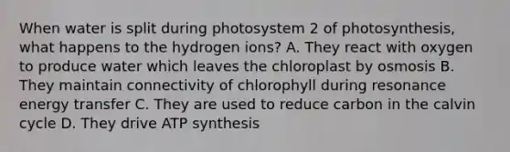 When water is split during photosystem 2 of photosynthesis, what happens to the hydrogen ions? A. They react with oxygen to produce water which leaves the chloroplast by osmosis B. They maintain connectivity of chlorophyll during resonance energy transfer C. They are used to reduce carbon in the calvin cycle D. They drive <a href='https://www.questionai.com/knowledge/kx3XpCJrFz-atp-synthesis' class='anchor-knowledge'>atp synthesis</a>