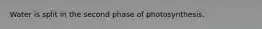 Water is split in the second phase of photosynthesis.