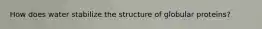 How does water stabilize the structure of globular proteins?