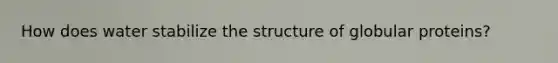 How does water stabilize the structure of globular proteins?