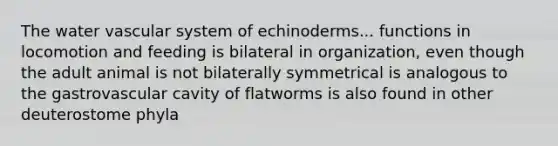 The water vascular system of echinoderms... functions in locomotion and feeding is bilateral in organization, even though the adult animal is not bilaterally symmetrical is analogous to the gastrovascular cavity of flatworms is also found in other deuterostome phyla