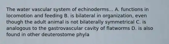 The water vascular system of echinoderms... A. functions in locomotion and feeding B. is bilateral in organization, even though the adult animal is not bilaterally symmetrical C. is analogous to the gastrovascular cavity of flatworms D. is also found in other deuterostome phyla